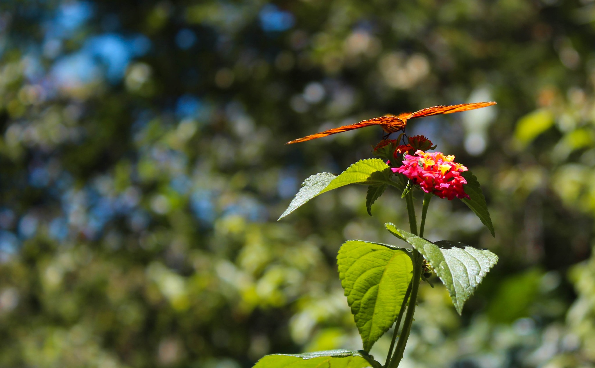 Photograph of a butterfly on a red flower.
