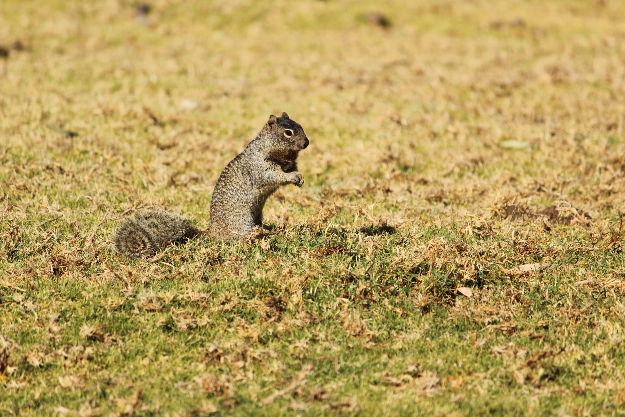 Photograph of a squirrel in the grass.